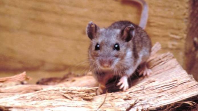 hantavirus1