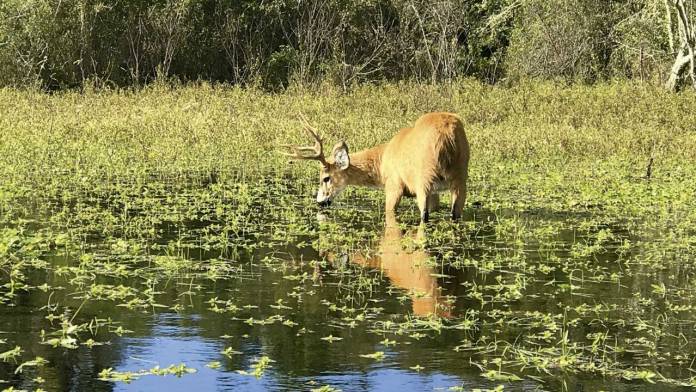el-ciervo-de-los-pantanos-es-un-animal-que-se-encuentra-muy-presente-en-el-humedal-759049