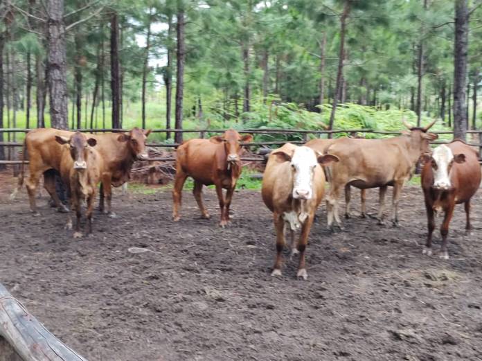 PRI CONCEPCION RECUPERO (2)