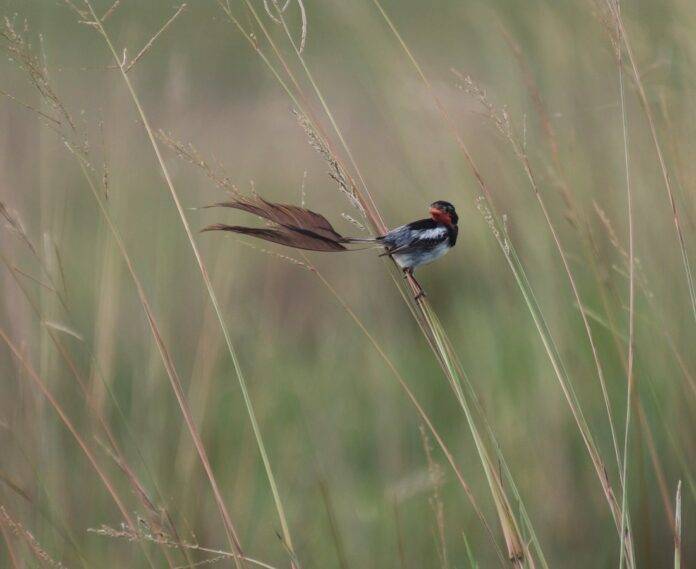 Yatapa-de-Collar-CECOAL-UNNE-.jpeg-1-696x569