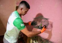 Tenencia ilegal y maltrato: en operativomunicipal rescatan 24 aves silvestres y dos perros