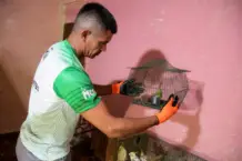 Tenencia ilegal y maltrato: en operativomunicipal rescatan 24 aves silvestres y dos perros