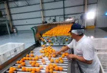 Monte Caseros: el Gobierno provincial impulsa gestiones para abrir el mercado de Estados Unidos a los cítricos del NEA