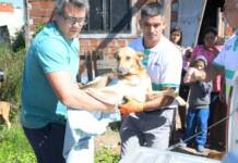 El Municipio actuó ante un caso de maltratoy rescató a un perro herido