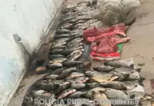 Golpe contra la caza y pesca ilegal en Corrientes