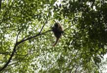 Estudio expone importancia de la conexión entre parches de bosques para la densidad poblacional de monos carayás
