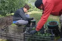 Corrientes consolida una de las mayores producciones de palta y mamón