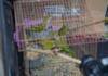 Nuevo operativo municipal contra el maltrato animal permitió rescatar 11 cotorras en cautiverio