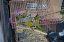 Nuevo operativo municipal contra el maltrato animal permitió rescatar 11 cotorras en cautiverio