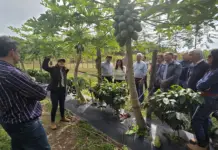 Corrientes avanza con una experiencia pionera de café de especialidad y proyecta su primera cosecha para 2027