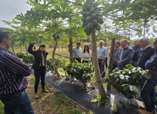 Corrientes avanza con una experiencia pionera de café de especialidad y proyecta su primera cosecha para 2027