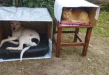 En solo una semana: jóvenes correntinos construyeron 20 casitas para animales en situación de calle